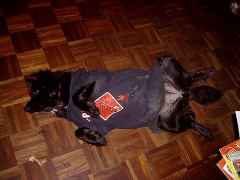 Blanding af racer Kiwi - Klø mig på maven mor.. billede 10