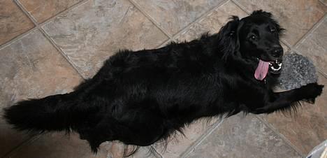 Blanding af racer Kiwi - Klar til leg.. billede 11