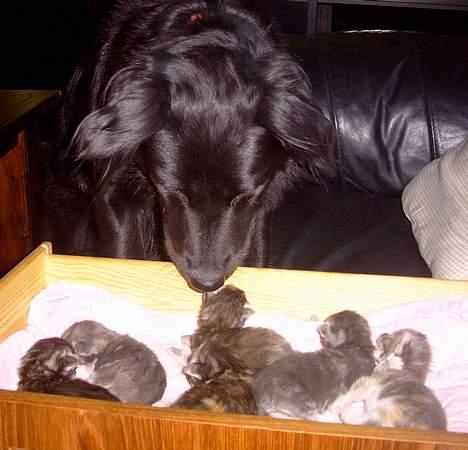 Blanding af racer Kiwi - Hva er mon det for nogle små størrelser.. billede 12