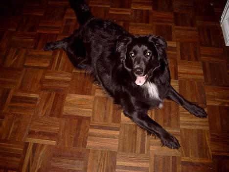 Blanding af racer Kiwi - er jeg ikke dejlig.. billede 13