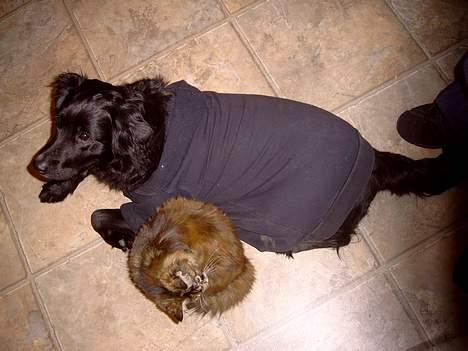 Blanding af racer Kiwi - Kiwi og hendes bedste ven tøsen.. billede 14