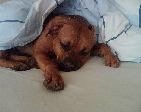 Blanding af racer Kenzo billede 1