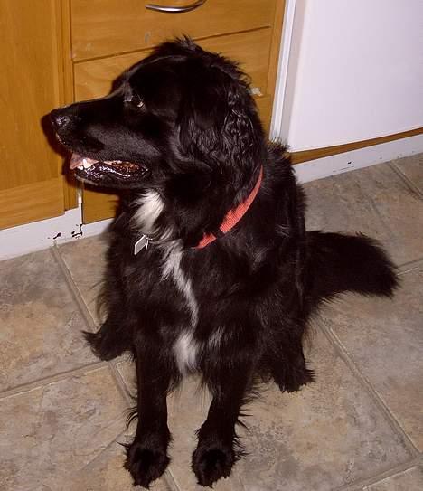 Blanding af racer Kiwi - Kiwi er altid på udkig efter katte. billede 15