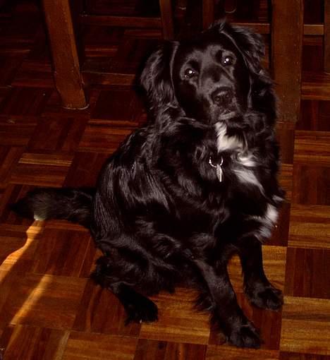 Blanding af racer Kiwi - Er jeg ikke bare smuk.. billede 16