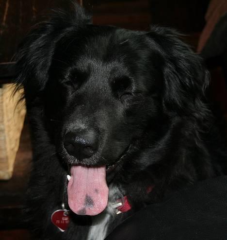 Blanding af racer Kiwi - Ikke kigge.. billede 17