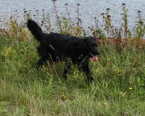 Blanding af racer Kiwi - Kiwi motionere billede 18