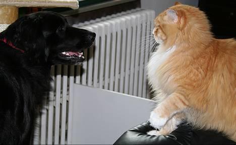 Blanding af racer Kiwi - Kiwi og Mons diskutere, hvem der har mest ret til sofaen. billede 19