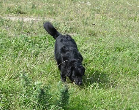 Blanding af racer Kiwi - Kiwi på tur i det grønne.. billede 20