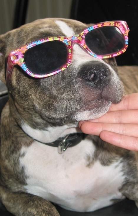 Amerikansk staffordshire terrier  'Lotus' - Hey I´m cool :P billede 8