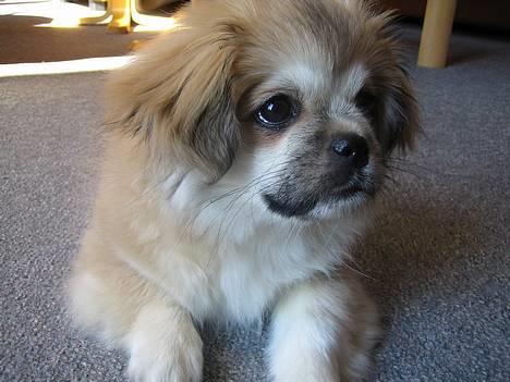 Tibetansk spaniel Follow Cespas Polly Pop - Nuttet eller hva´? billede 1