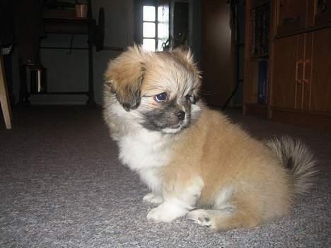 Tibetansk spaniel Follow Cespas Polly Pop - Min allerførst dag hos min nye familie, og jeg kan allerede se bedårende ud. billede 2