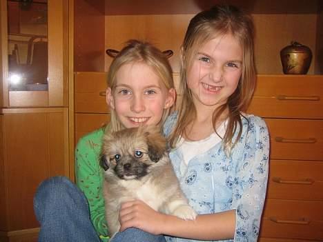 Tibetansk spaniel Follow Cespas Polly Pop - Her sidder jeg med Heidi og Maria. billede 3