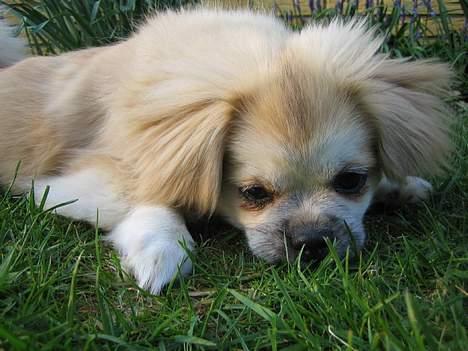 Tibetansk spaniel Follow Cespas Polly Pop - Mor vil gerne have at jeg skal stå pænt :-) billede 4