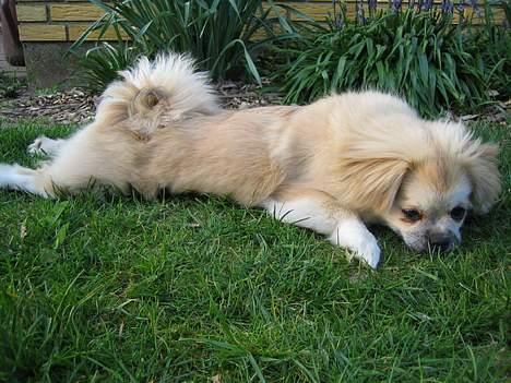 Tibetansk spaniel Follow Cespas Polly Pop - Ligger du da ikke også med bagbenene bagud???? billede 5