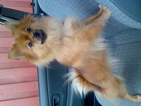 Pomeranian Foxy - Får mor snart fri fra arbejde? billede 17