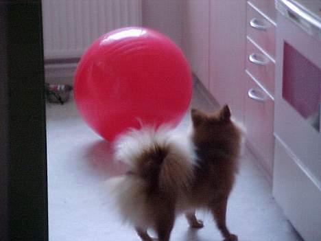 Pomeranian Foxy - Er det til mig?? billede 18