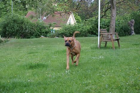 Blanding af racer Kenzo billede 5