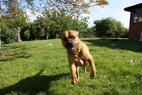 Blanding af racer Kenzo billede 7