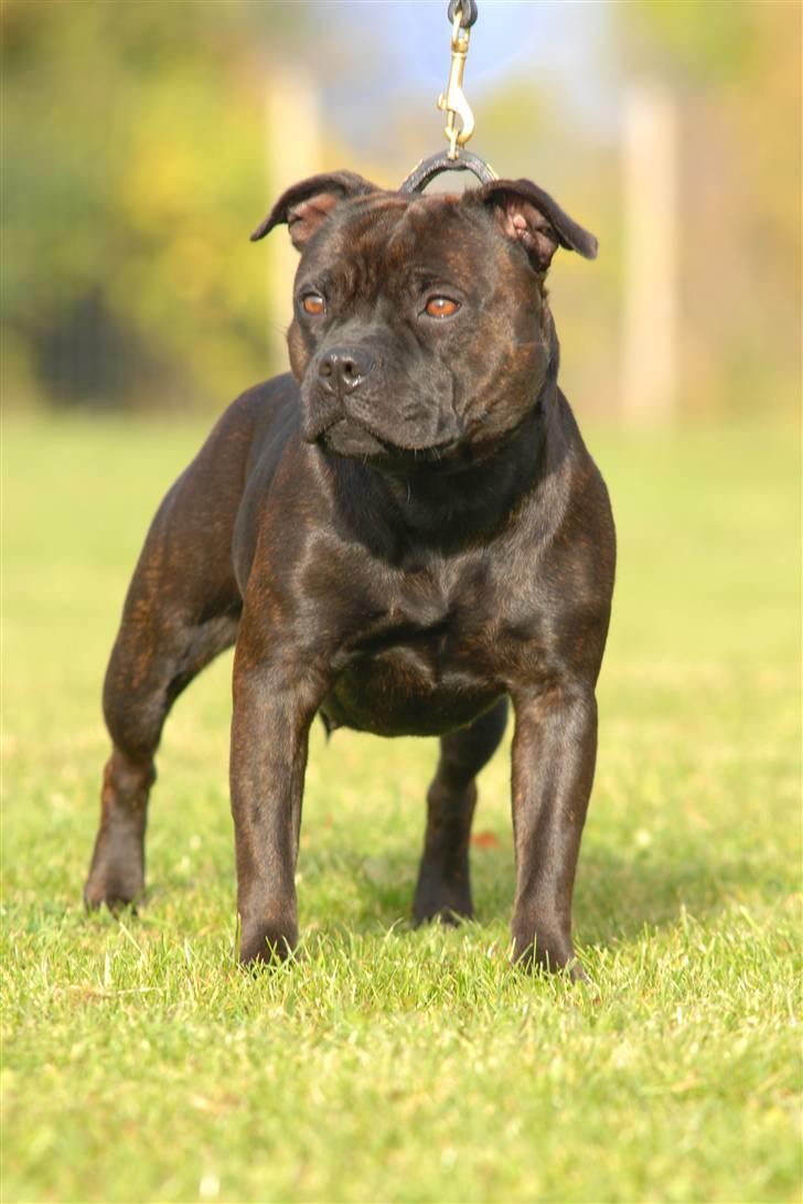 Staffordshire bull terrier  DKCH, LUCH, SUCH, Trunte - vores lille flotte pige (taget af K&A) billede 1