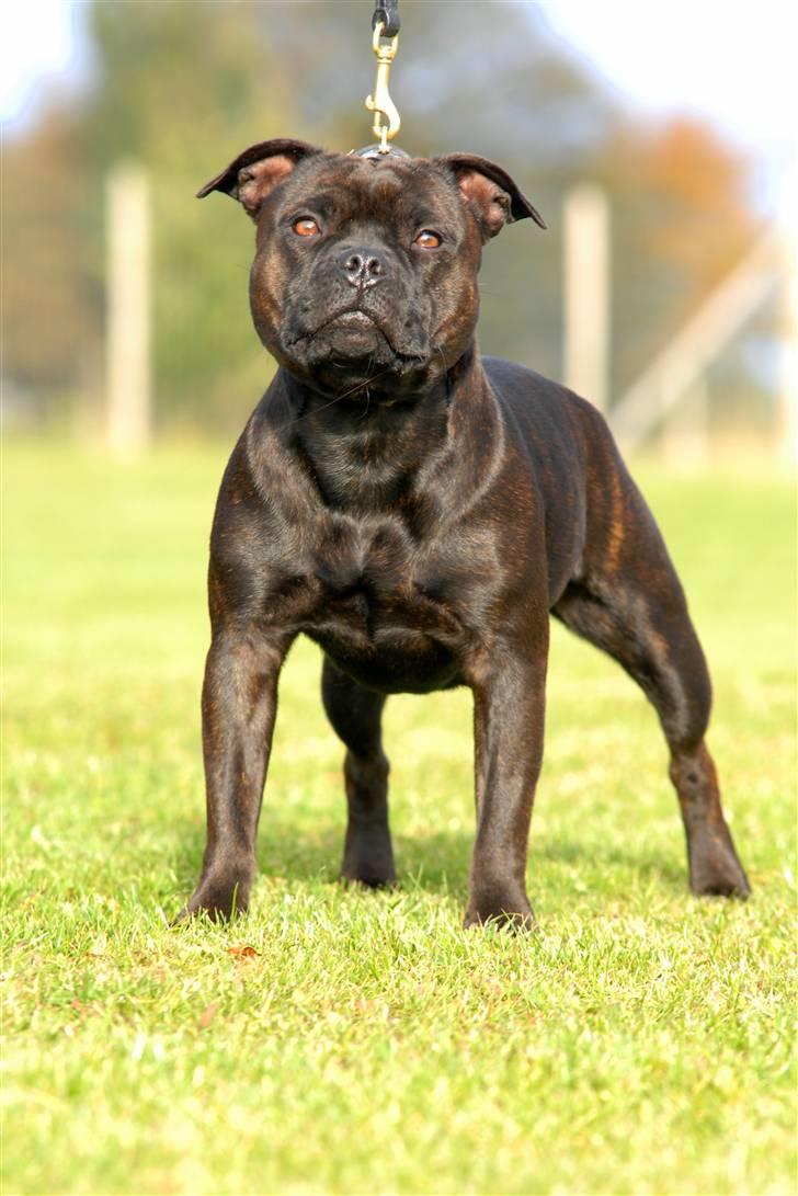 Staffordshire bull terrier  DKCH, LUCH, SUCH, Trunte - Taget af K&A billede 2