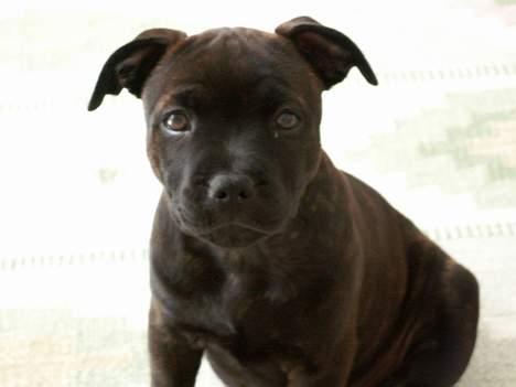 Staffordshire bull terrier  DKCH, LUCH, SUCH, Trunte - Hvad er det far han har i hånden? billede 3