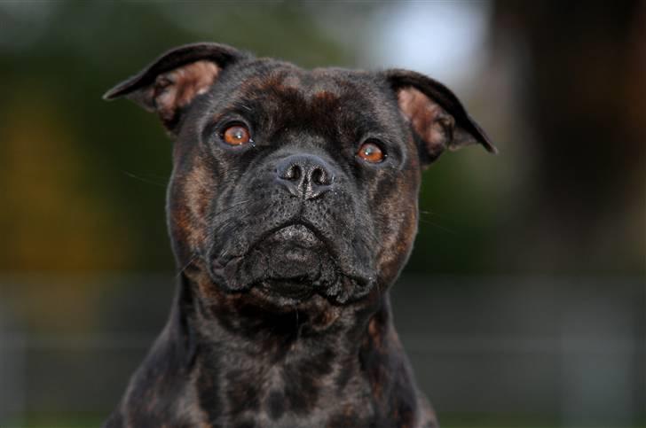 Staffordshire bull terrier  DKCH, LUCH, SUCH, Trunte - Taget af K&A billede 4