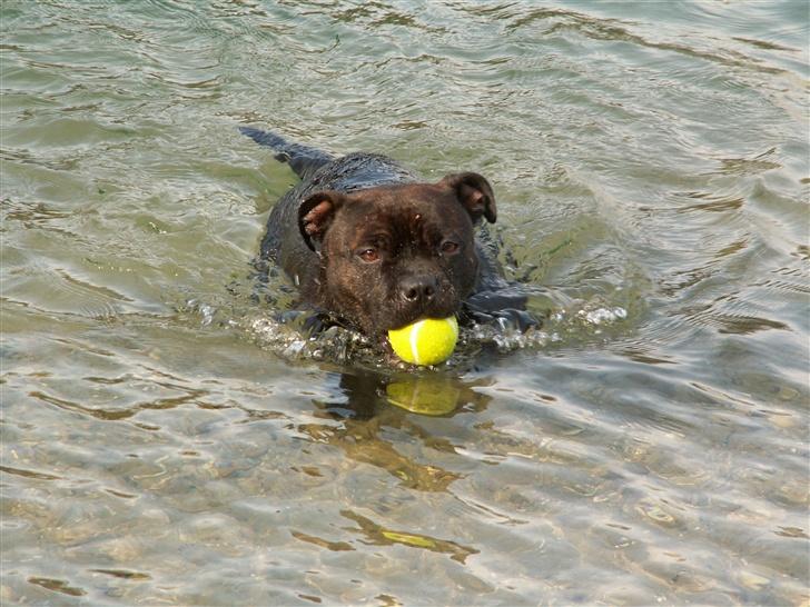 Staffordshire bull terrier  DKCH, LUCH, SUCH, Trunte - jeg svømmer afsted billede 5