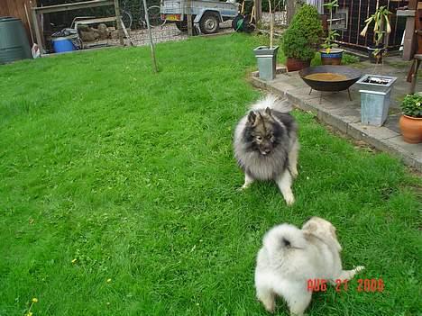 Keeshond Keeshos Arthur - Arthur leger med sin bettesøs Didi billede 6