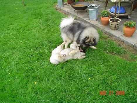 Keeshond Keeshos Arthur - Arthur leger med Didi billede 7