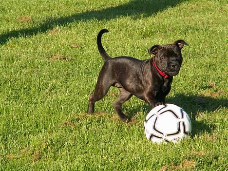 Staffordshire bull terrier  DKCH, LUCH, SUCH, Trunte - Hvis jeg var et menneske, havde jeg været bedre end Ronaldinho billede 6