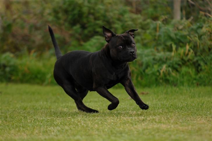 Staffordshire bull terrier  DKCH, LUCH, SUCH, Trunte - Taget af K&A billede 7