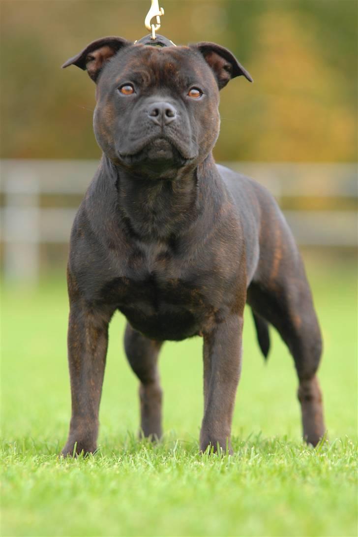 Staffordshire bull terrier  DKCH, LUCH, SUCH, Trunte - Taget af K&A billede 8