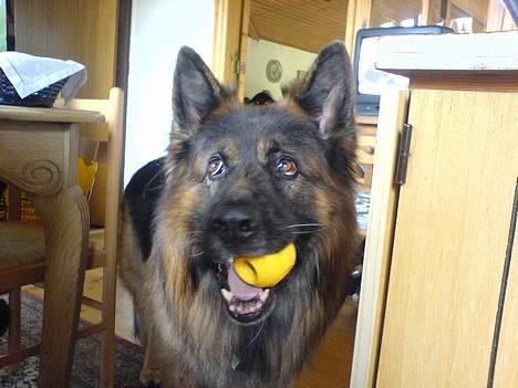 Schæferhund Hafran's Tasso 015 - Taco vil lege :) billede 1