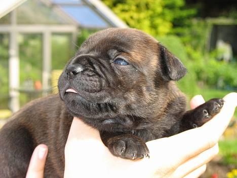 Staffordshire bull terrier  DKCH, LUCH, SUCH, Trunte - Mig tre uger gammel, cute´n cudley billede 9