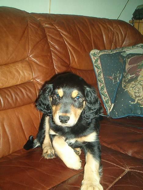 Blanding af racer marley - tror jeg lægger mig jeg er lidt træt... billede 8