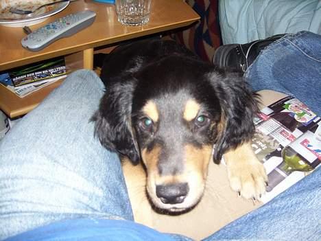 Blanding af racer marley - har du ikke en "guffer"? billede 9