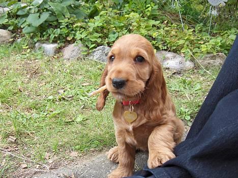 Cocker spaniel Smilla - Se mig... jeg får mig lige en god cigar! billede 1