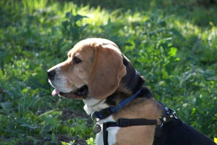 Beagle Bob  billede 10