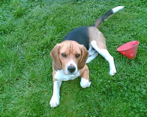 Beagle Bob  billede 11