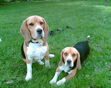 Beagle Bob  billede 12