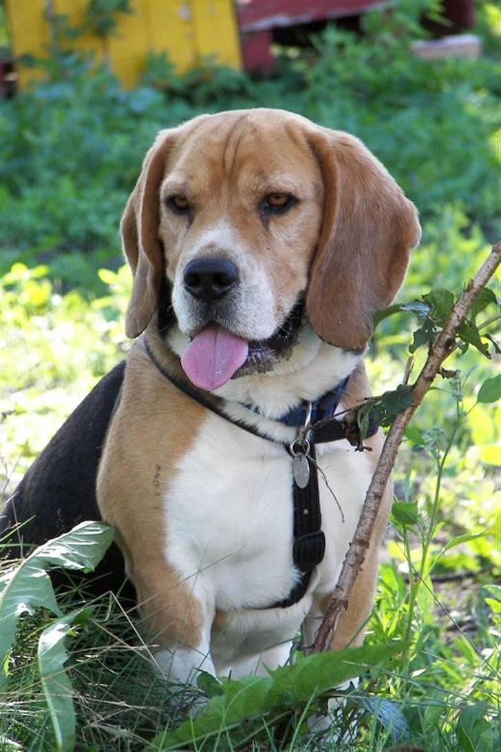 Beagle Bob  billede 13