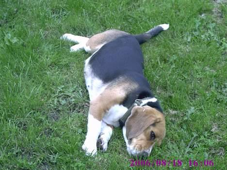 Beagle Mille - "tykke " mille med hvalpe i maven :O) billede 10