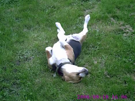 Beagle Mille billede 11