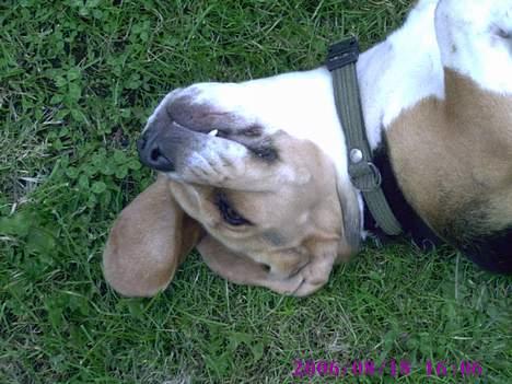 Beagle Mille billede 12