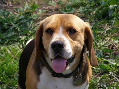 Beagle Mille billede 13