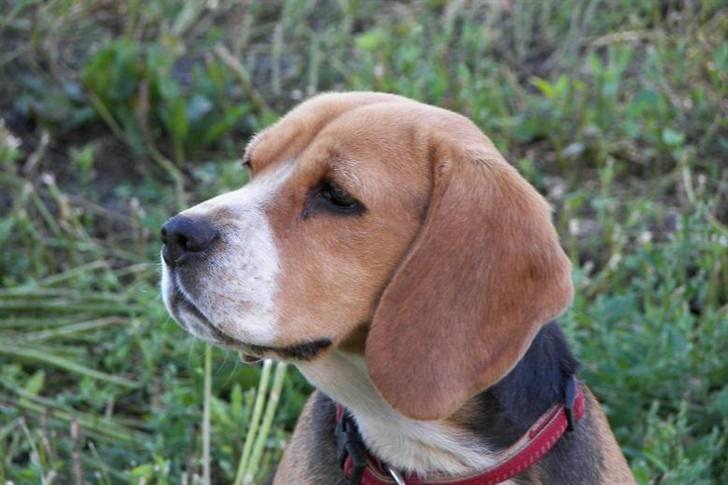 Beagle Mille billede 14