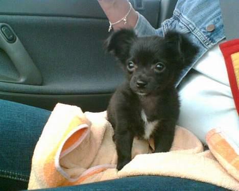 Chihuahua Freya .. - på vej hjem til min nye familie..... billede 2