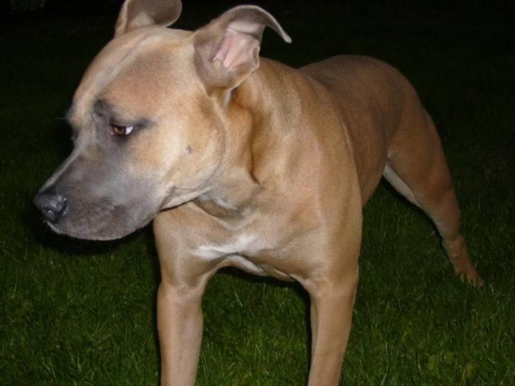Amerikansk staffordshire terrier Ginous billede 1
