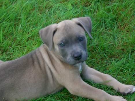 Amerikansk staffordshire terrier Ginous billede 2