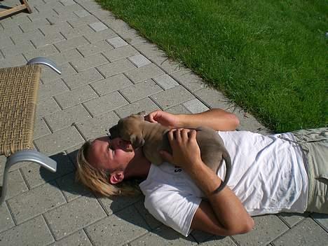 Amerikansk staffordshire terrier Ginous billede 3